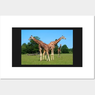 Girafs in Knuthenborg Safari park in Denmark Posters and Art